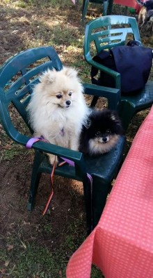 Paws on the Pavement, Midvaal, 2015