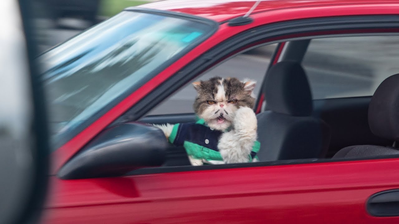 The Cat driver