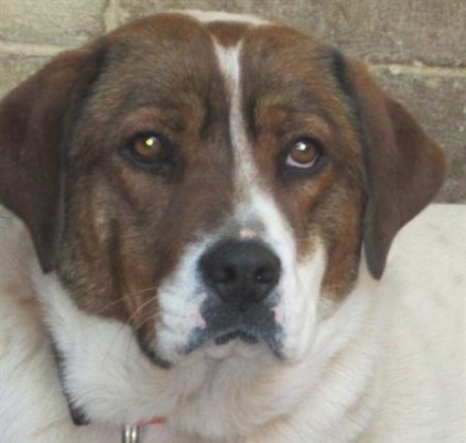 Baron is a male cross-Labrador. He has a calm, friendly nature and will make a great companion for a fun-loving family. He was found as a stray. Adopt him from Kennel 95.