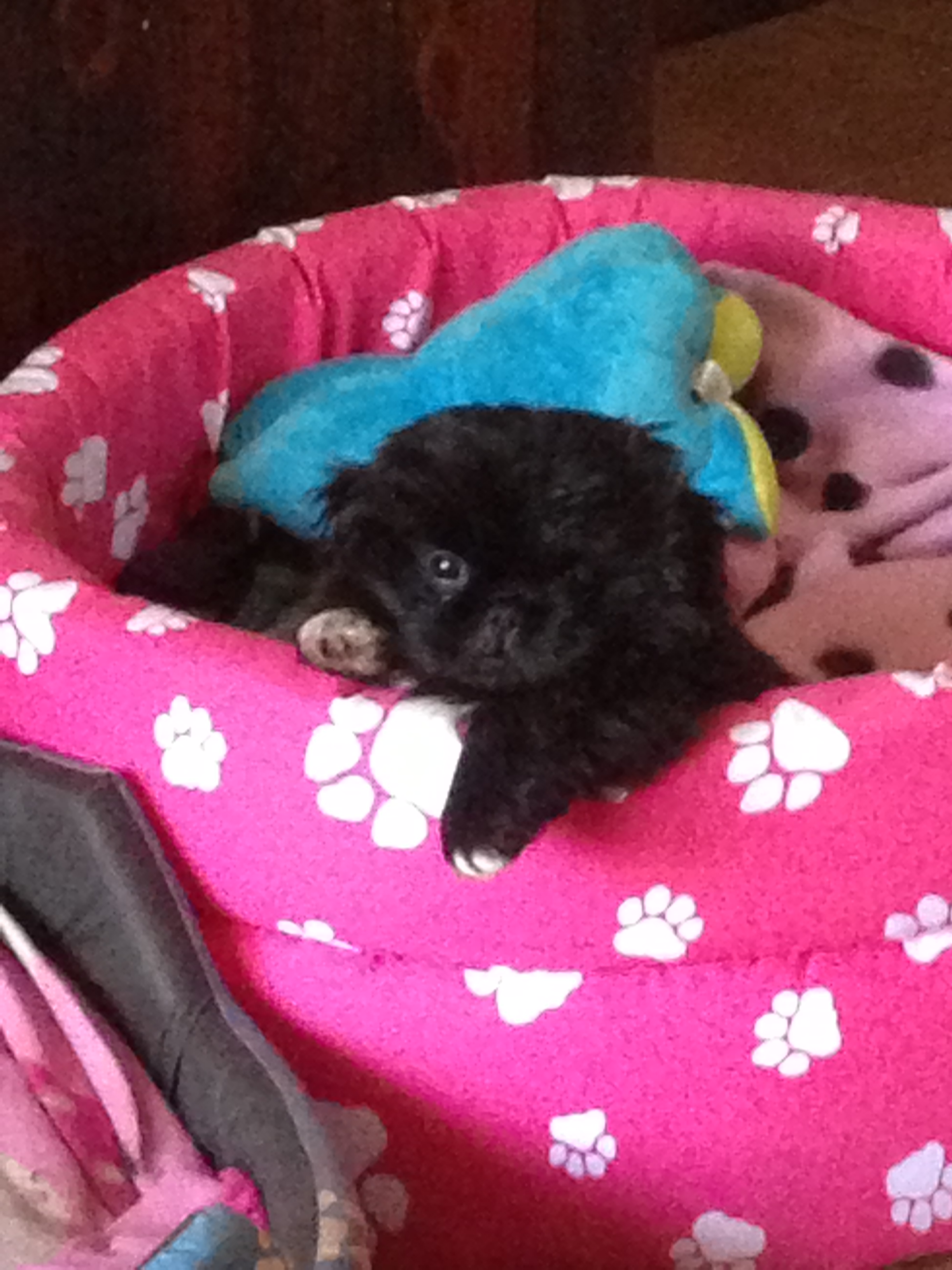 Suki speaks about being a puppy.